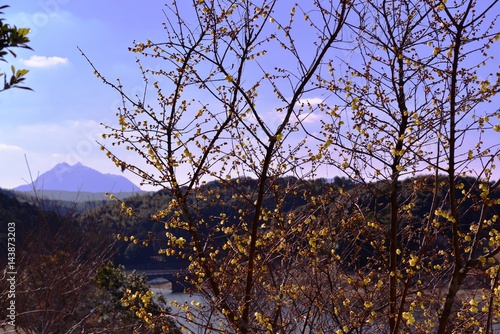 Wallpaper Mural 大分農業文化公園のマンサク Torontodigital.ca