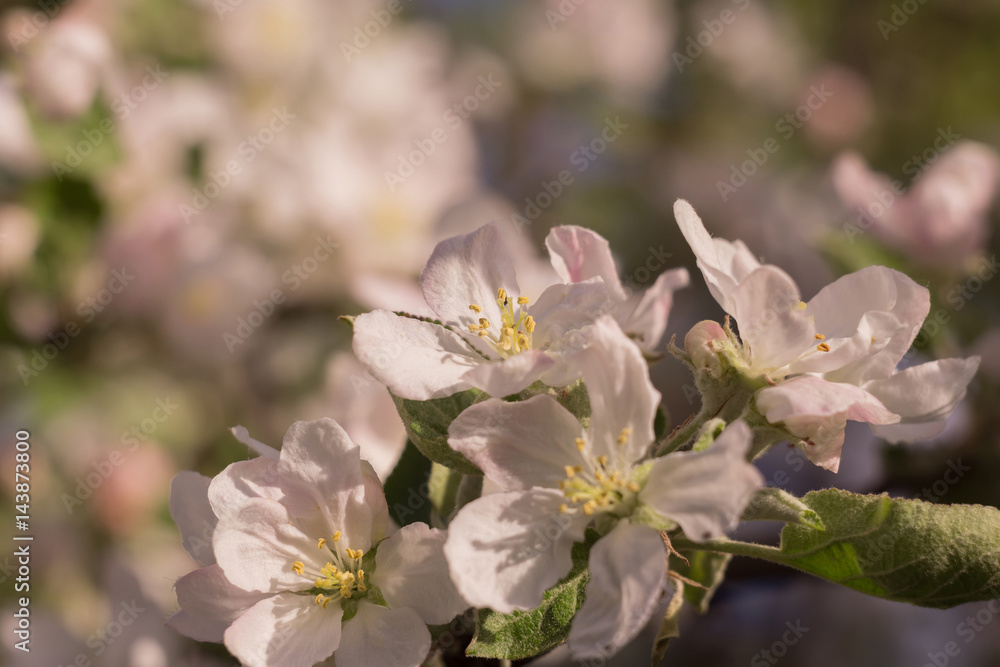 Spring Apple Blooming Trees Spring Apple Blooming Trees