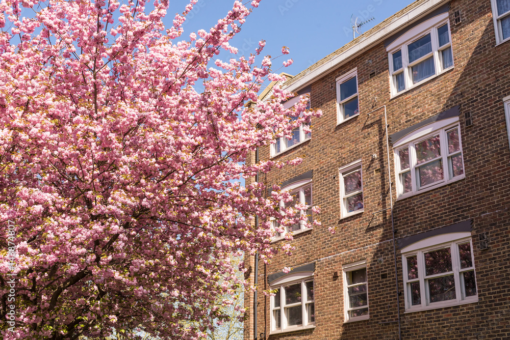Classic British residential building in brown bricks next to a Japanese Cherry tree in full bloom covered in pink blossoms