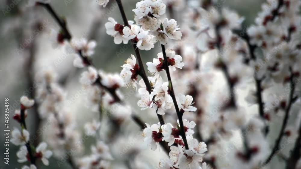 Flowering cherry tree in spring on a sunny day Flowering cherry tree in spring on a sunny day