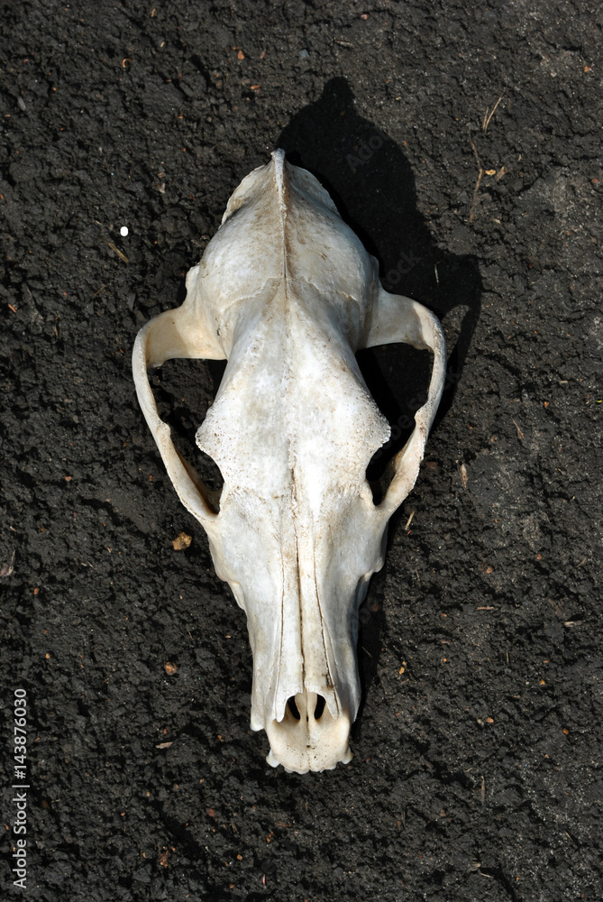Fox Roting Skull Fox Skull Front