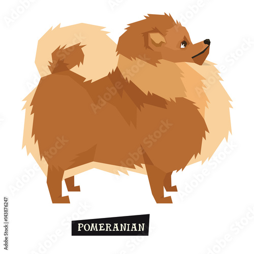 Dog collection Pomeranian Geometric style