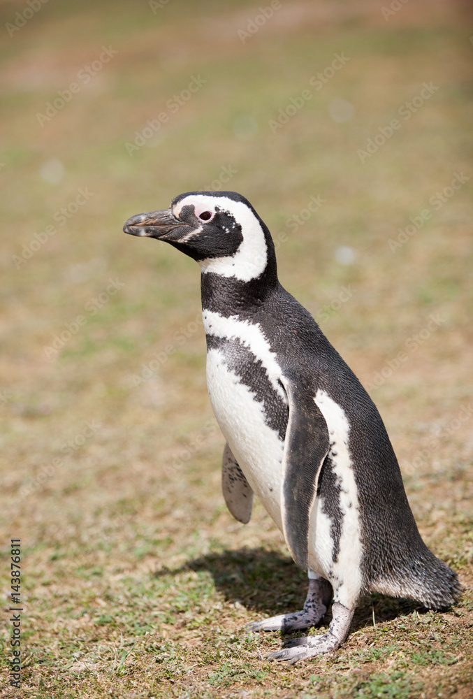 Fototapeta premium The Magellanic penguin on the Islands of Tierra del fuego, Patagonia, Argentina, close-up.