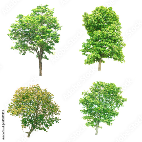 Isolated tree - Group of trees on white background.