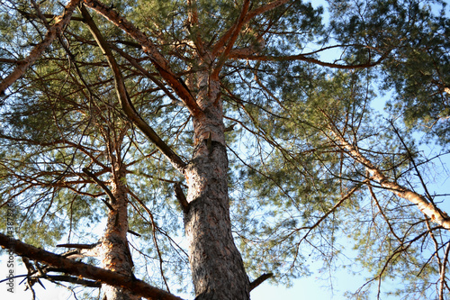 Pines with many branches