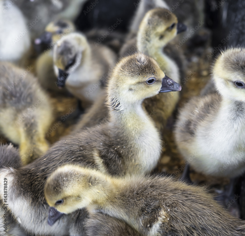 Large group of newly ducks on a farm. Large group of newly ducks on a farm.