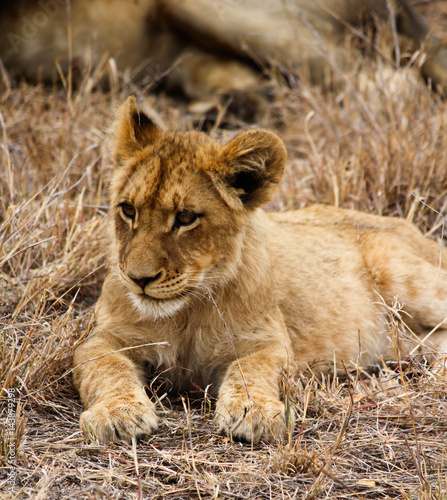Lion Cub taking a rest
