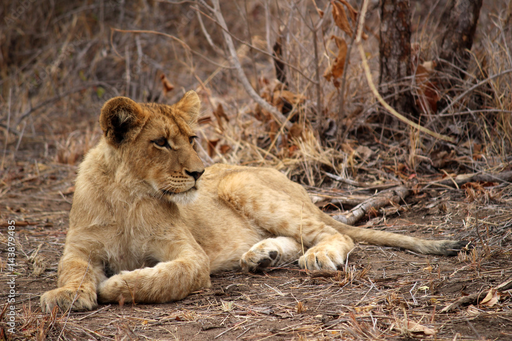 Fototapeta premium Lion Cub taking a rest