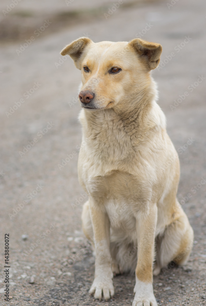 What Breed Of Dog Is In The Stray