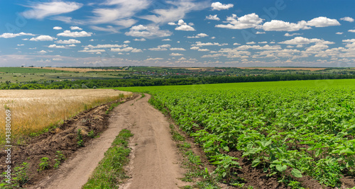 Panoramic landscape with an arth road among sunflower and wheat agricultural fields in Ukraine