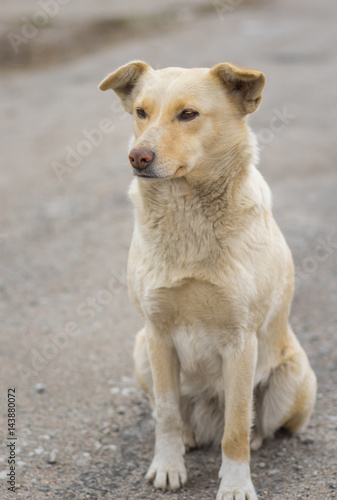 Nice portrait of stray cross-breed dog cream color sitting on a street