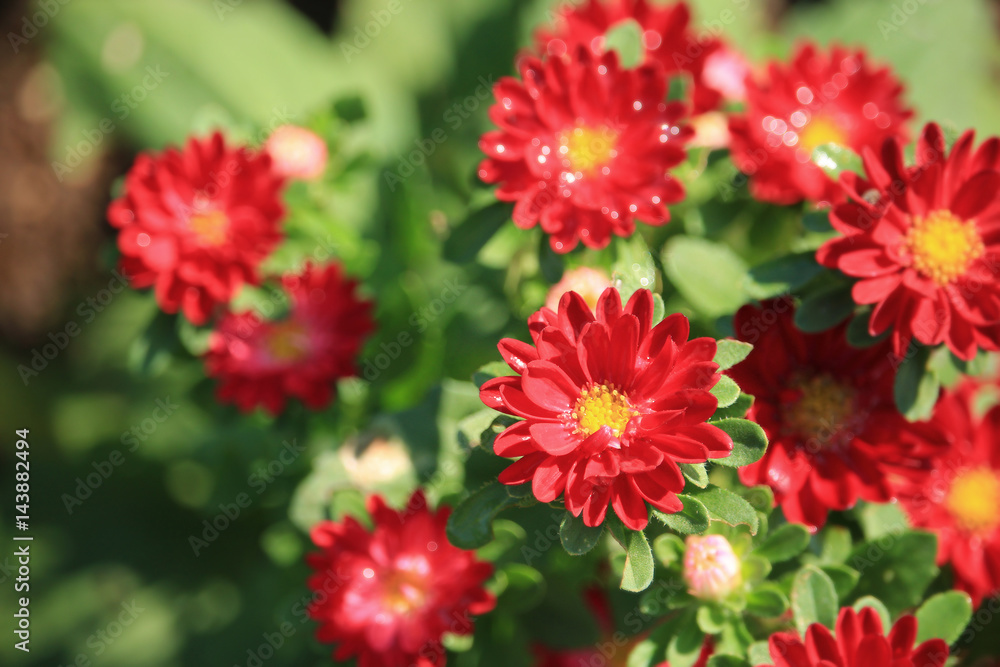 Red china aster Red china aster
