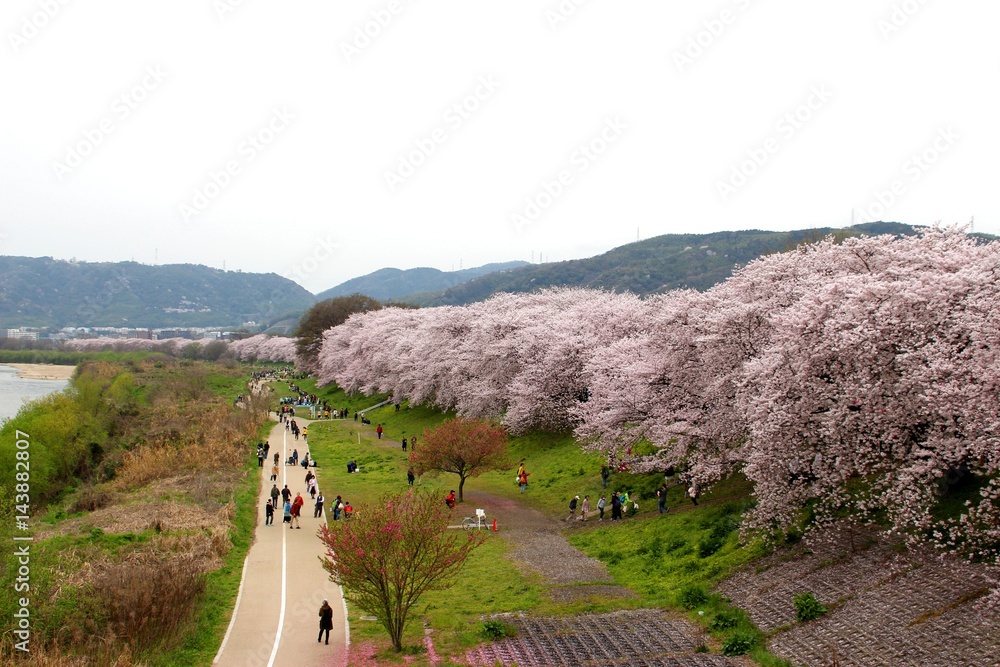 淀川河川公園 背割堤桜 – 「令和7年 背割堤さくらまつり」の開催を決定 | LRXHDA