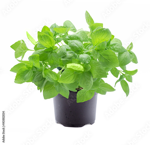 Basil plant in pot isolated on white background