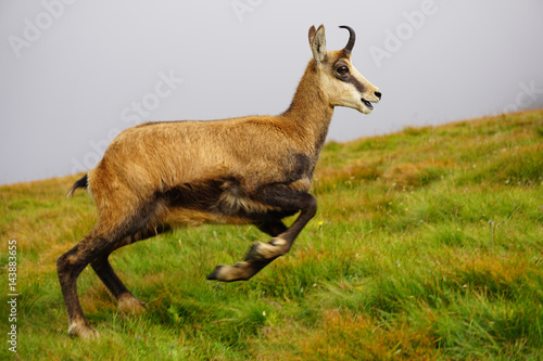 Fototapeta Naklejka Na Ścianę i Meble -  Running Tatra Chamois ( Rupicapra rupicapra tatrica )