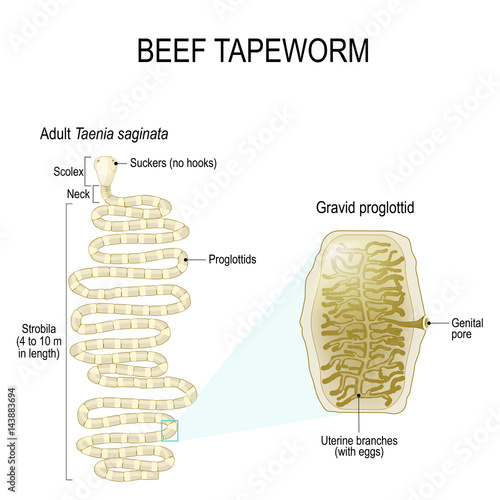 beef tapeworm (Taenia saginata)
