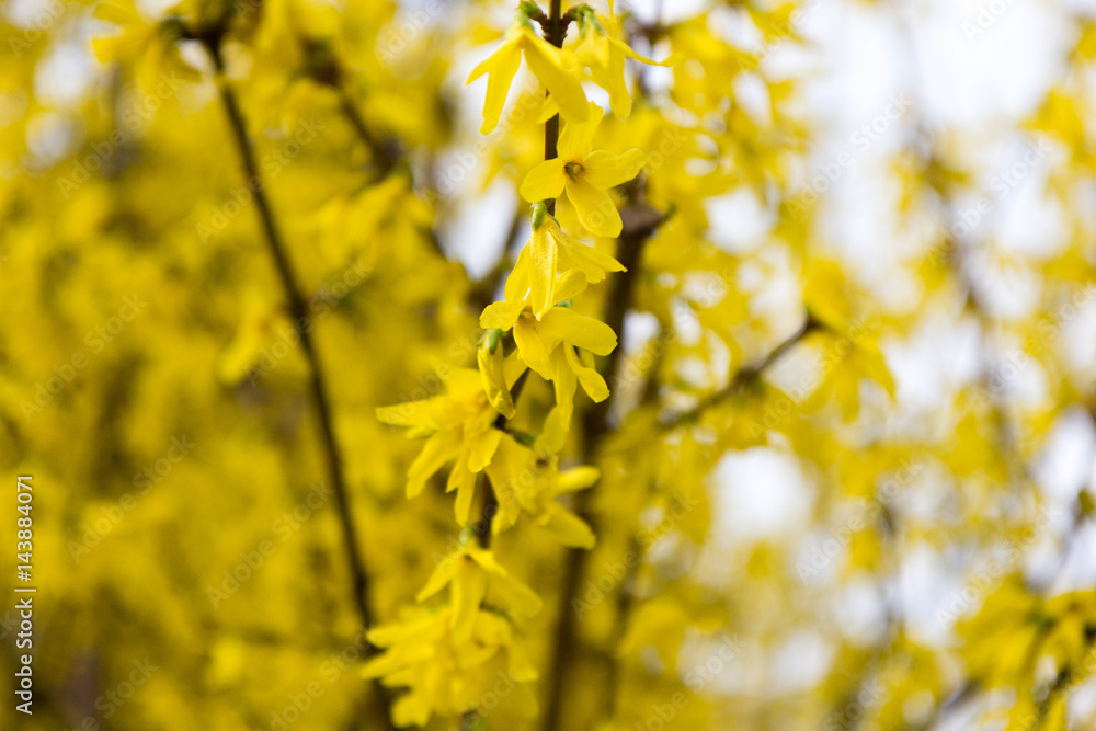 Yellow blooming tree flowers Yellow blooming tree flowers