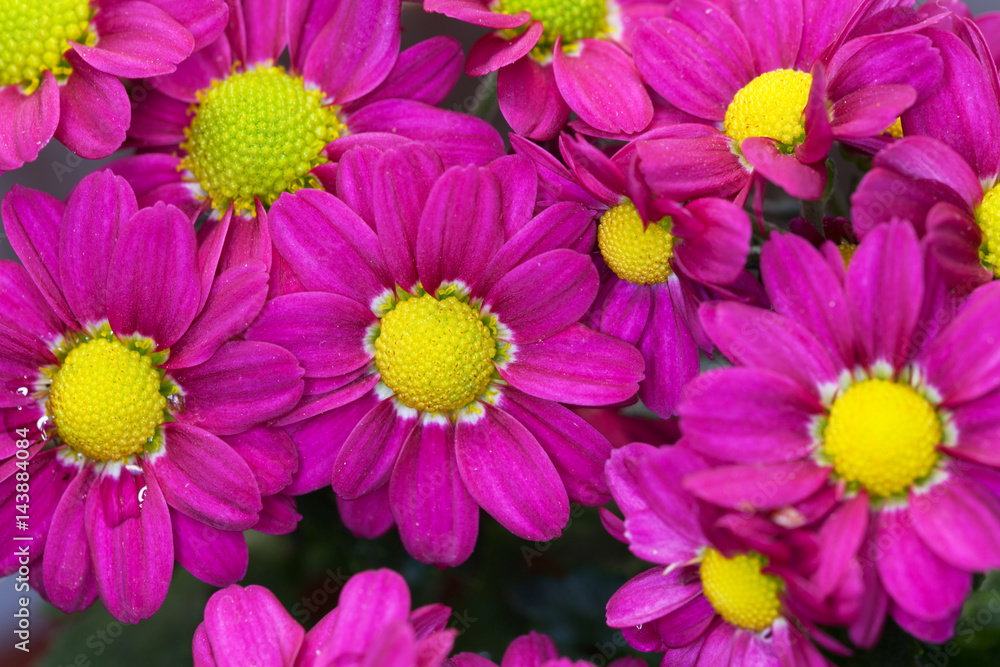 Purple chrysanthemums.