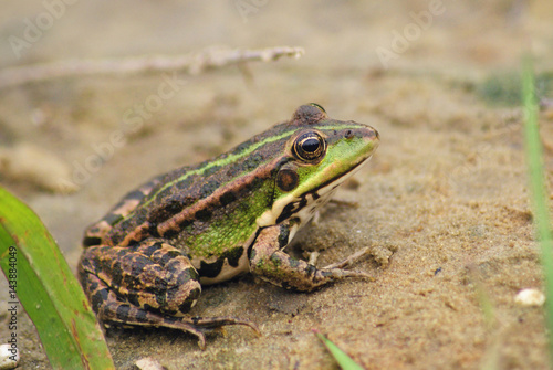 Large frog on the river bank photo