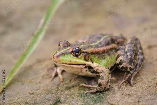 Large frog on the river bank photo