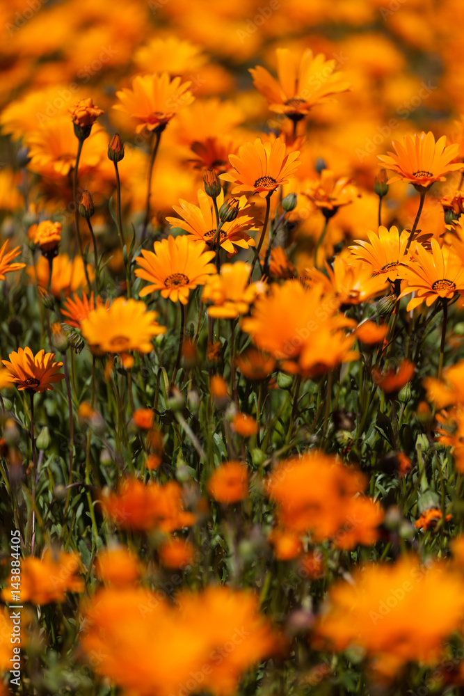 Close up image of bright orange daisy flowers in a field