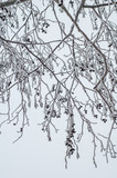 Alder branches covered with frost