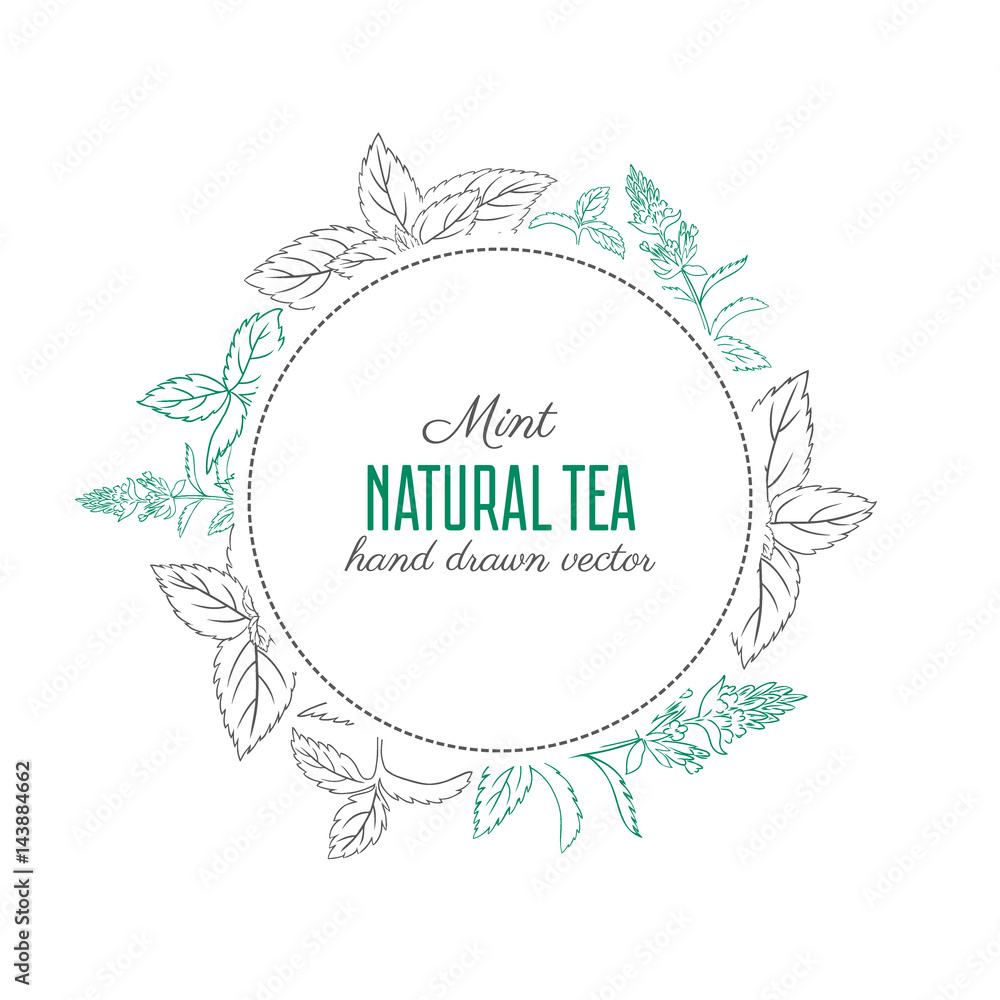 Mint leaves, mint branch, mint flower hand drawn sketch isolated on white, vector round frame, Hand drawn spicy herbs, Doodle cooking ingredient for design, Vector botanical illustration for packaging Mint leaves, mint branch, mint flower hand drawn sketch isolated on white, vector round frame, Hand drawn spicy herbs, Doodle cooking ingredient for design, Vector botanical illustration for packaging