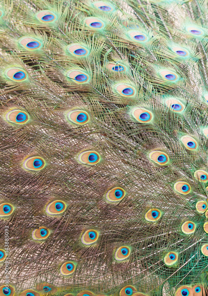 Obraz premium Colorful Peacock feathers