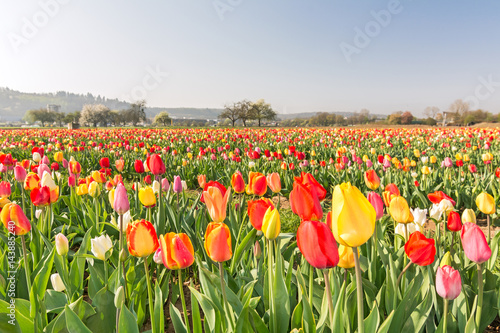 Fototapeta Naklejka Na Ścianę i Meble -  Blumenfeld Tulpen Frühling