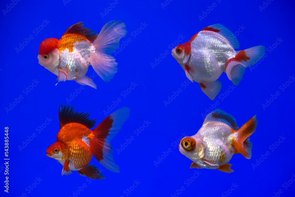 Fototapeta premium Goldfish in an aquarium