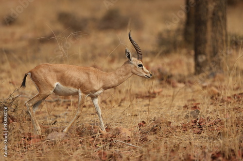 Indian gazell male in a beautiful place in india/wild animal in the nature habitat/India/chinkara stag