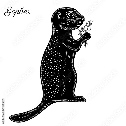 Gopher with crowberry hand drawn illustration, vector doodle sketch isolated on white, wild animal cartoon art, Character print design for greeting card, children invite, creation of zoo alphabet