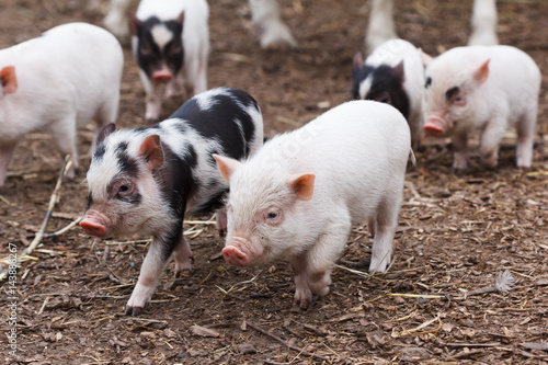 Cute little piglets