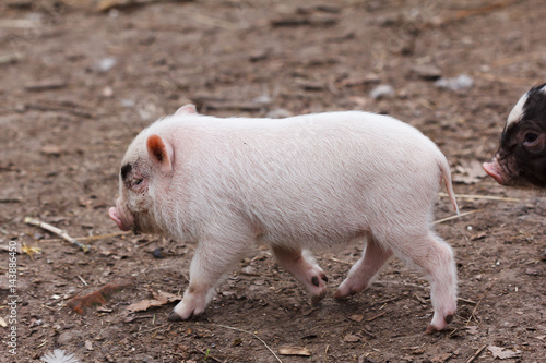Cute little piglet © bravissimos