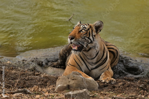 Young tiger female in a beautiful place in india/wild animal in the nature habitat/India/big cats/endangered animals/close up with tigress photo