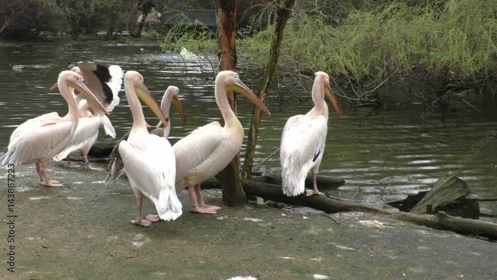 Flock of white pelicans on the lake
Flock of white pelicans on the lake