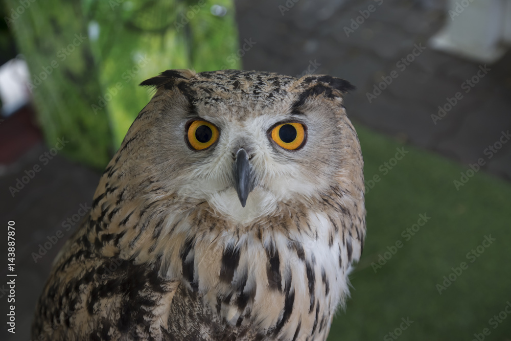 Fototapeta premium Portrait of a Beautiful Owl. Owl eyes