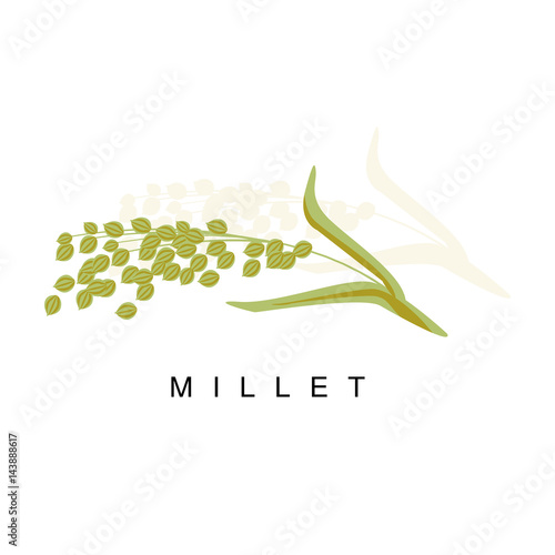 Millet Ear, Infographic Illustration With Realistic Cereal Crop Plant And Its Name