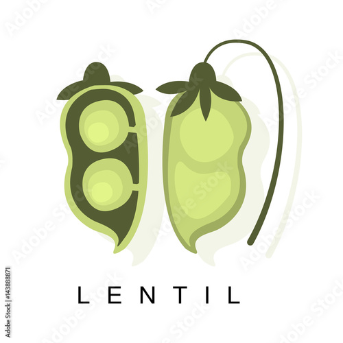 Lentil Pod, Infographic Illustration With Realistic Pod-Bearing Legumes Plant And Its Name photo