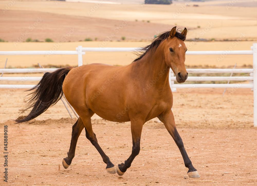 Close up of a thorough bred horse in a pen Close up of a thorough bred horse in a pen