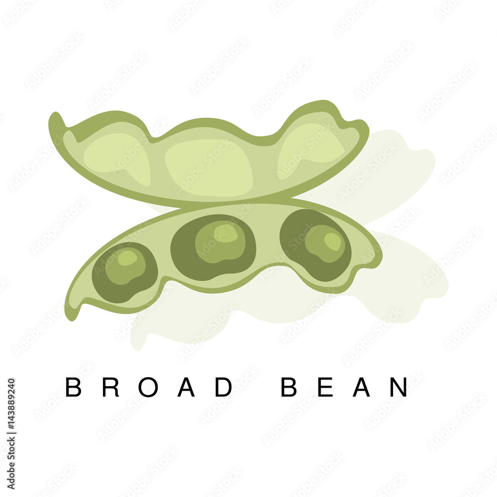 Broad Bean Pod, Infographic Illustration With Realistic Pod-Bearing Legumes Plant And Its Name