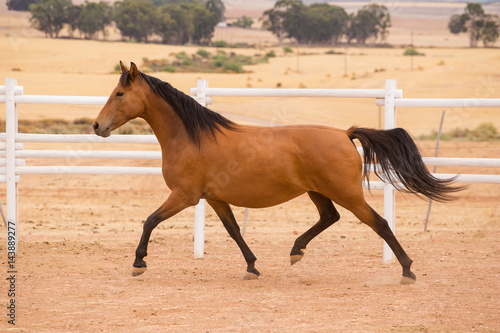 Close up of a thorough bred horse in a pen © Dewald