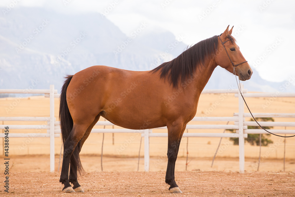 Close up of a thorough bred horse in a pen Close up of a thorough bred horse in a pen
