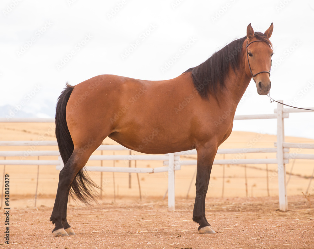 Close up of a thorough bred horse in a pen Close up of a thorough bred horse in a pen