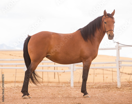 Close up of a thorough bred horse in a pen