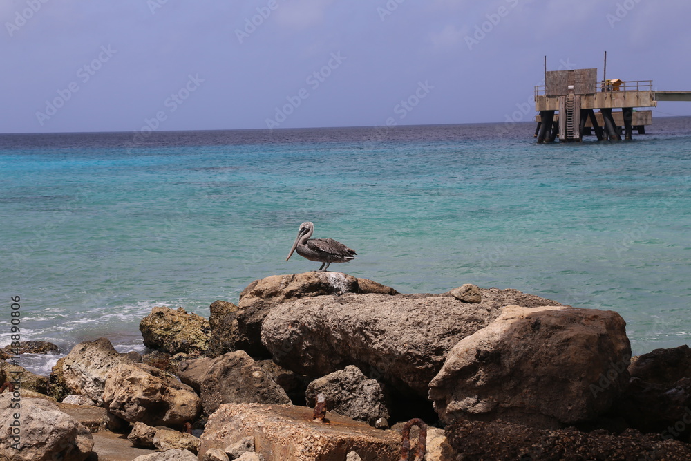 Pelican Pelecanidae bird caribbean sea coast Pelican Pelecanidae bird caribbean sea coast