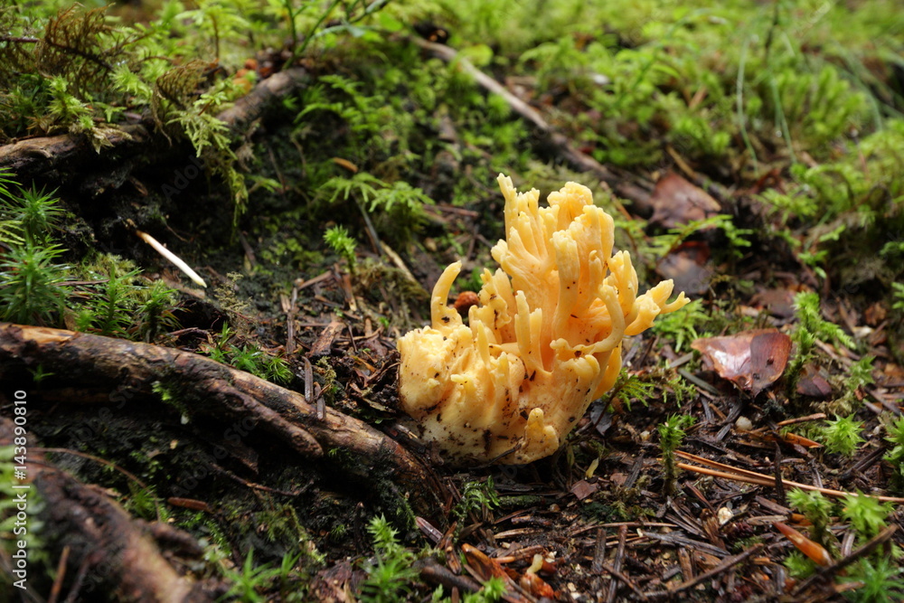 Clavaire dorée, Ramaria aurea Clavaire dorée, Ramaria aurea