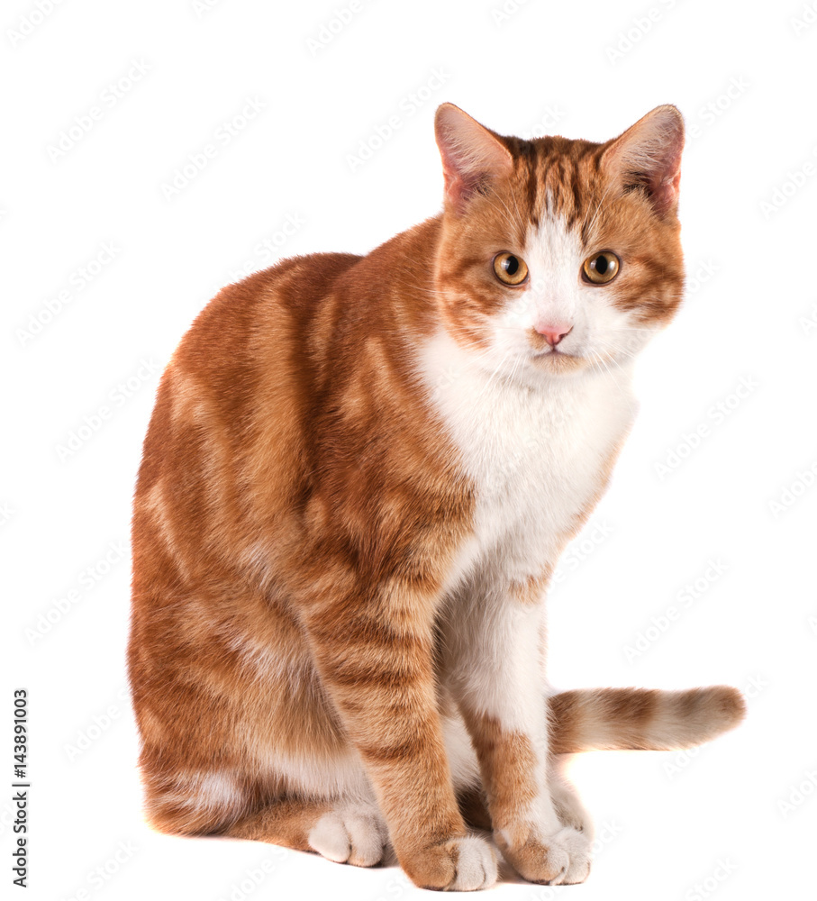 Obraz premium red cat sitting isolated on white background