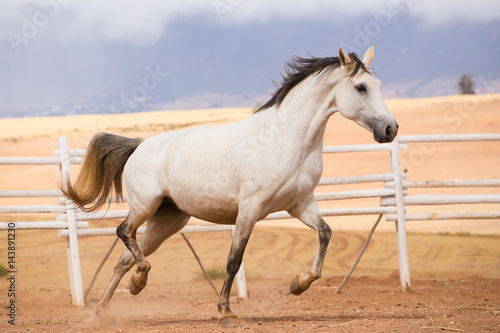 Close up of a thorough bred horse in a pen