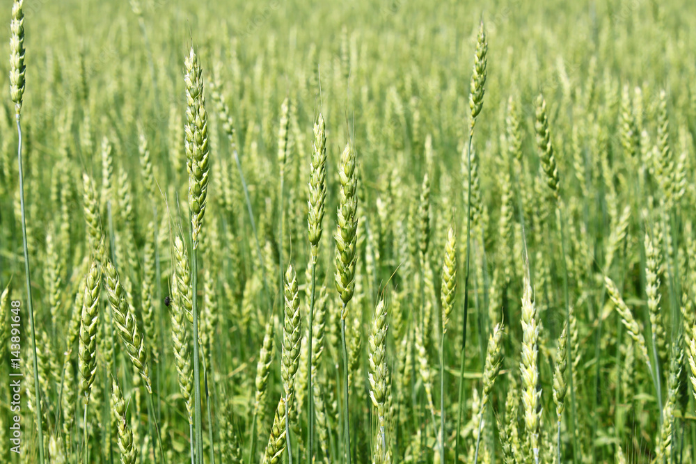 Green wheat ears Green wheat ears